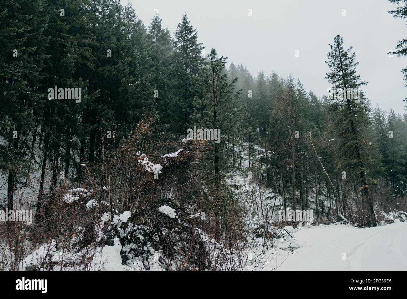 Schneebedeckte Bäume. Stockfoto