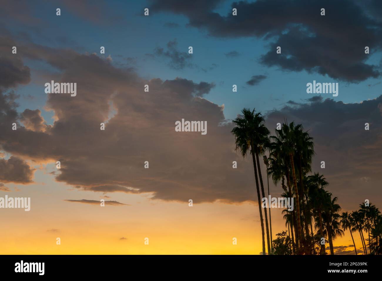 Palmen und dramatischer Himmel bei Sonnenuntergang Stockfoto