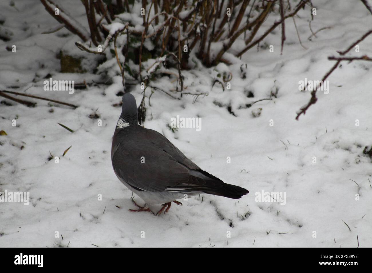 Taube, die im Garten nach einem Schneesturry in den Cotswolds spaziert. (columba Palumbus) Stockfoto