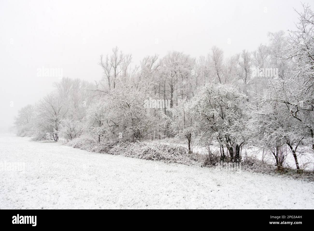 Schöner Winterspaziergang am Waldrand durch ein kleines deutsches Naturschutzgebiet, Niederrhein bei starkem Schneefall Stockfoto