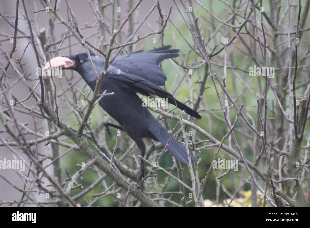 Jackdaw ( Coloeus monedula ) Essen Kokosnuss Suet Berry Mix Cotswolds England Stockfoto