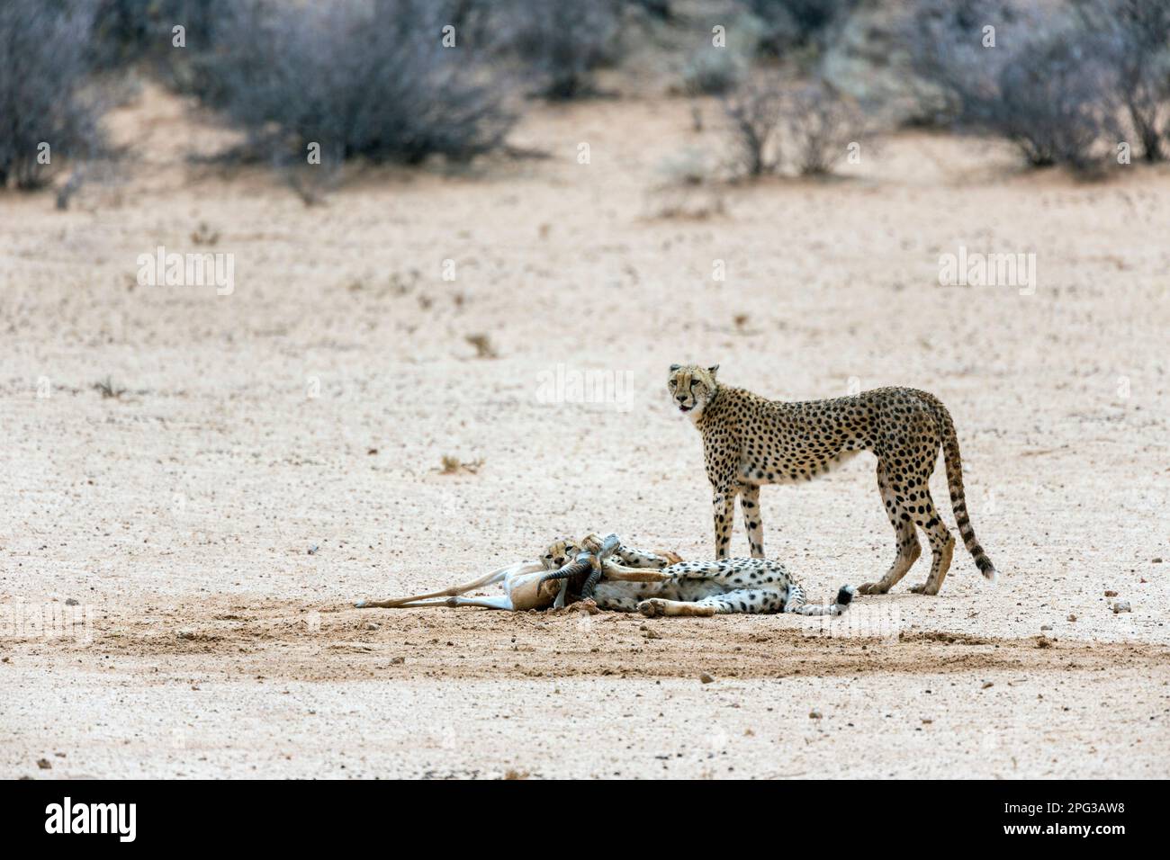 Zwei südostafrikanische Geparden (Acinonyx jubatus jubatus) mit einem fast ausgewachsenen Jungtier, das in der Kalahari an einem frisch gefangenen Sprinbok-Ramm erstickt Stockfoto