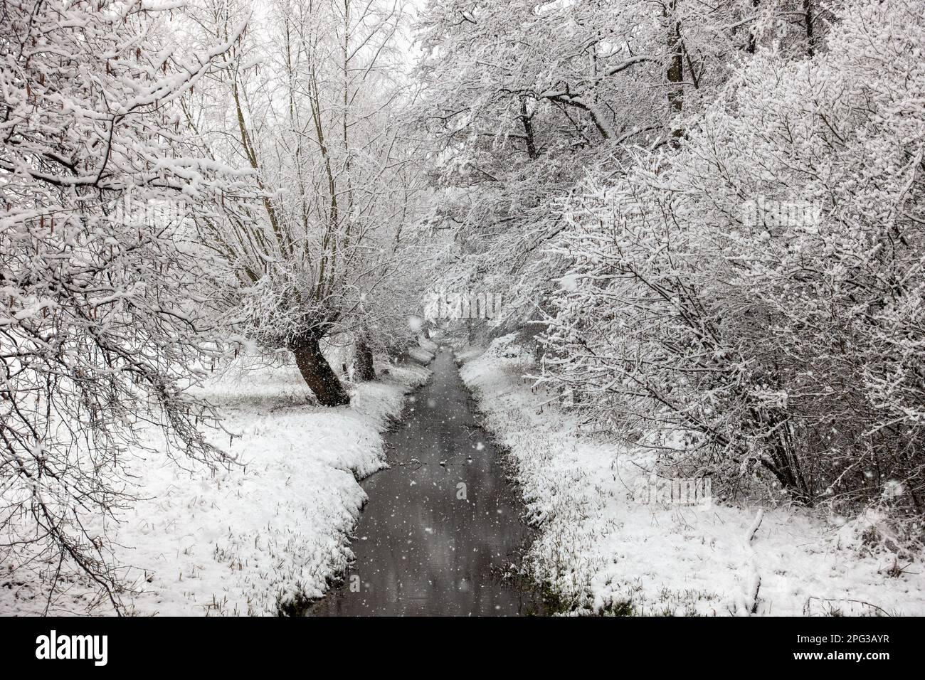 Schöner Winterspaziergang durch ein kleines deutsches Naturschutzgebiet, Niederrhein bei starkem Schneefall Stockfoto