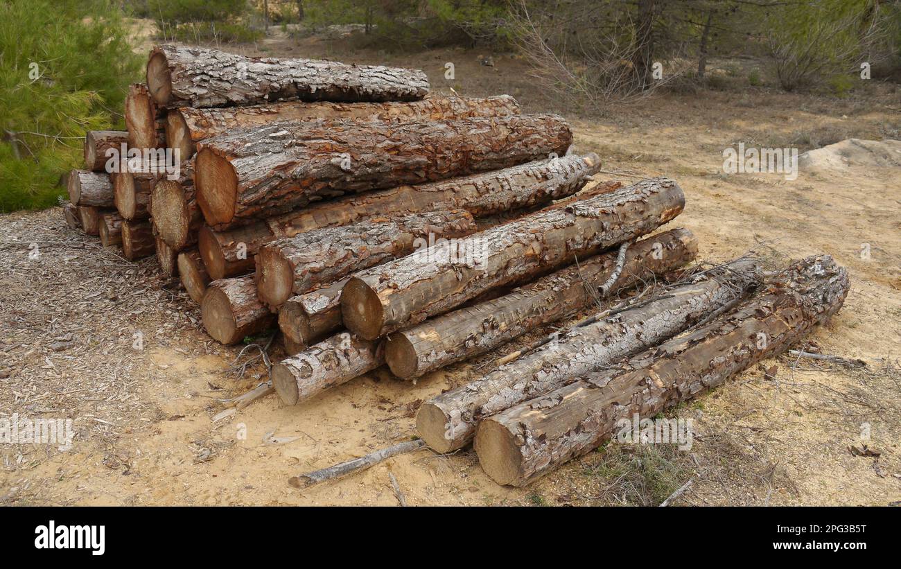 Ein Stapel Holzfällchen, in den Wald geschnitzt, bereit für den Transport Stockfoto