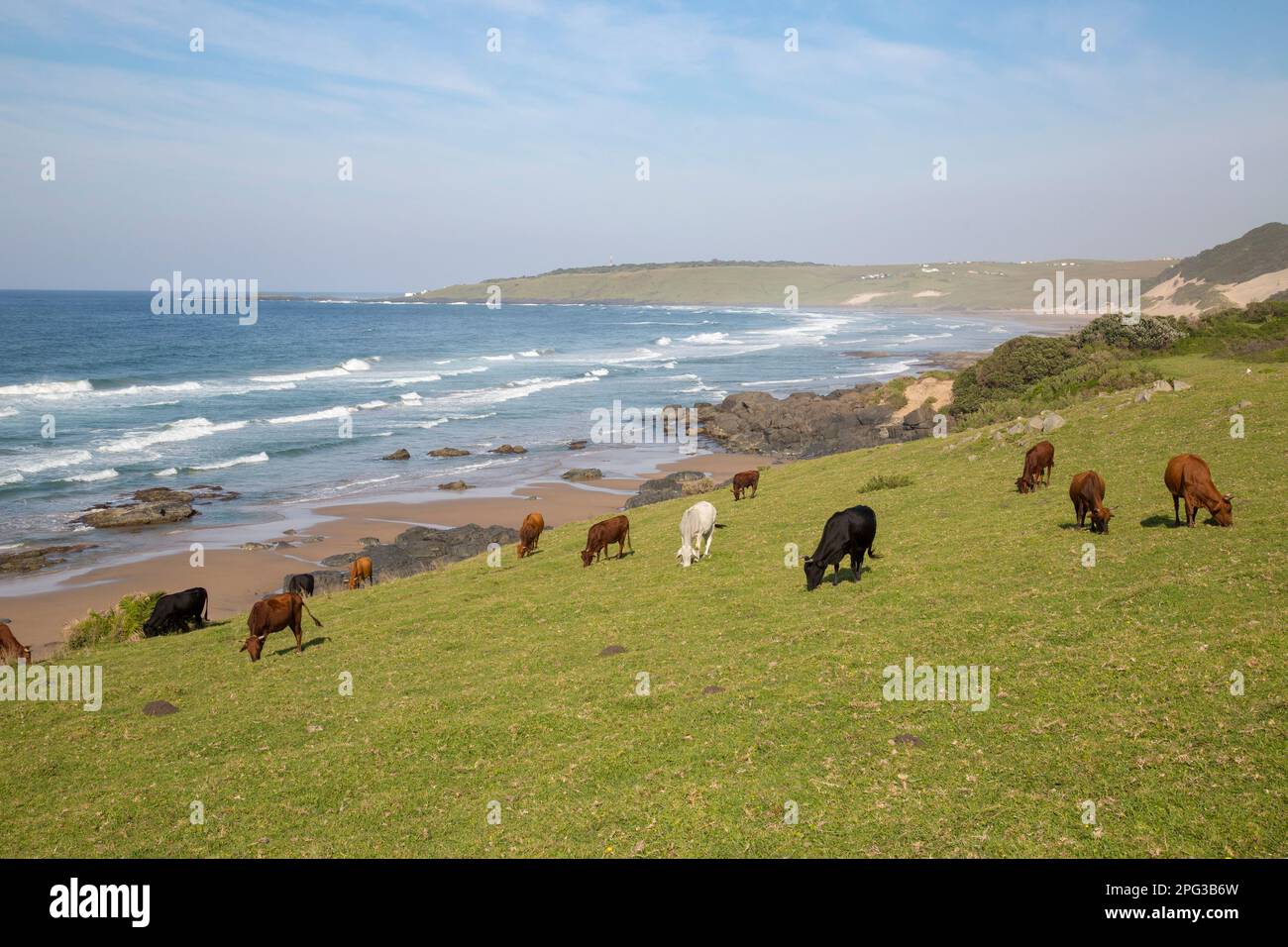 Viehherde, die an den grasbedeckten Hängen an der wilden Küste von Transkei mit Blick auf das Meer grast Stockfoto