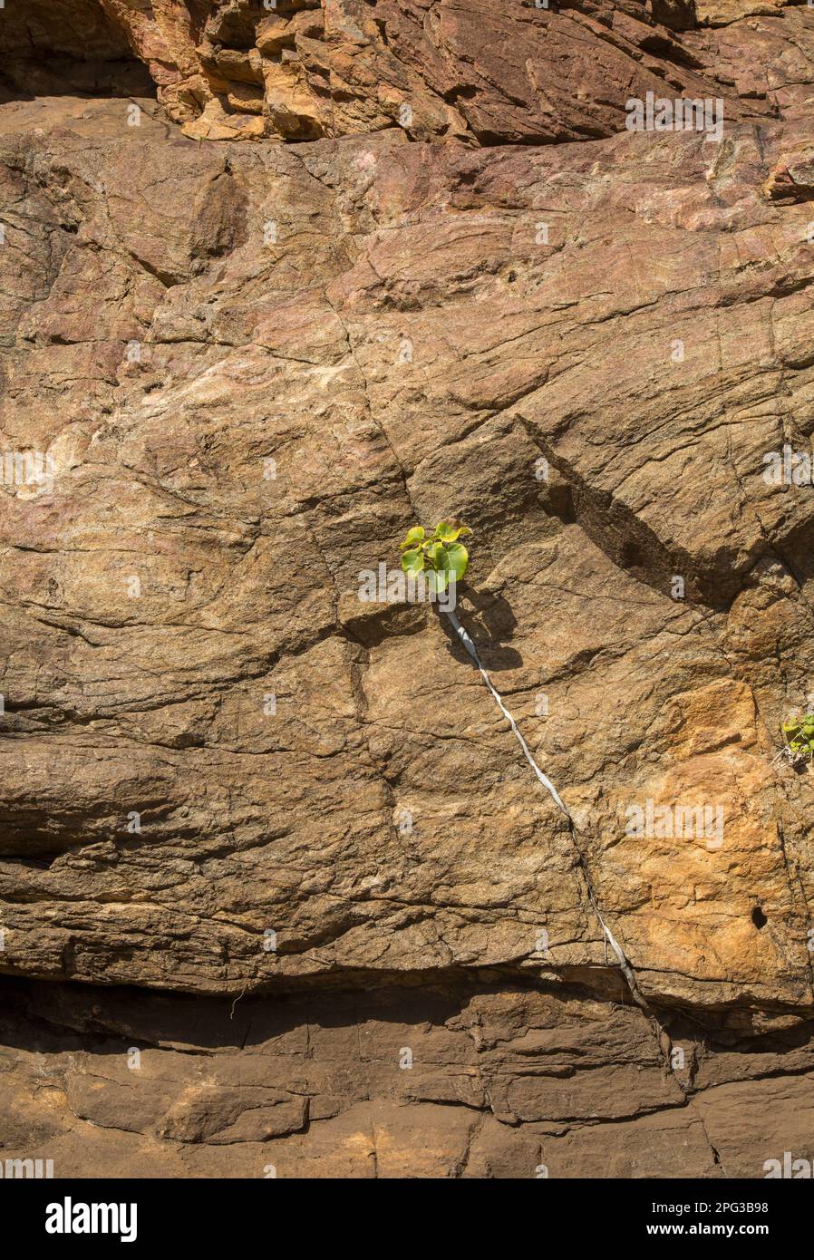 Großblättrige Felsfeigen (Ficus abutilifolia), die in einer kleinen Felsenspalte auf einem Felsen wachsen Stockfoto