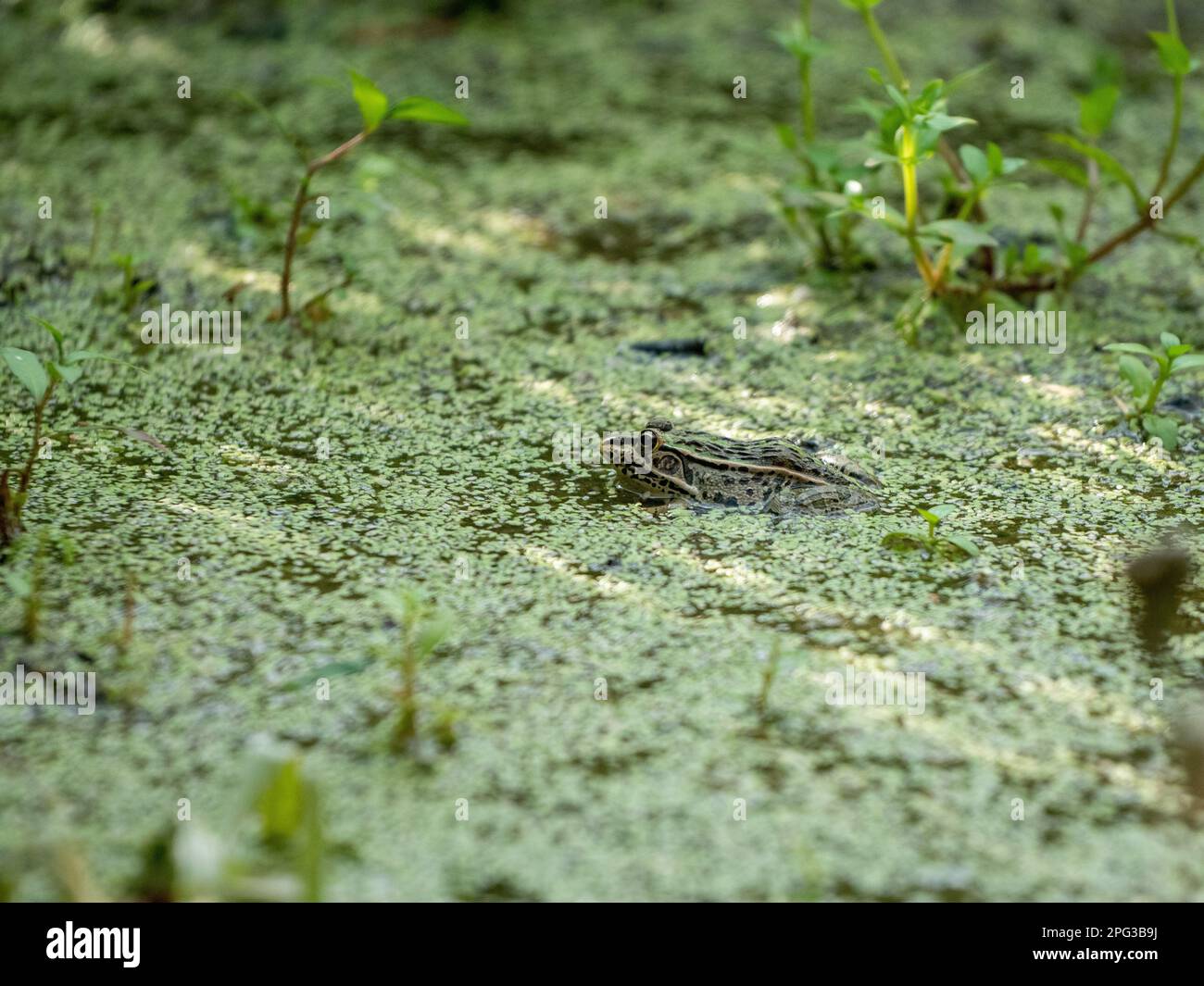 Ein getarnter Frosch, der sich in einem überfluteten Reis in Nagano, Japan, versteckt. Stockfoto