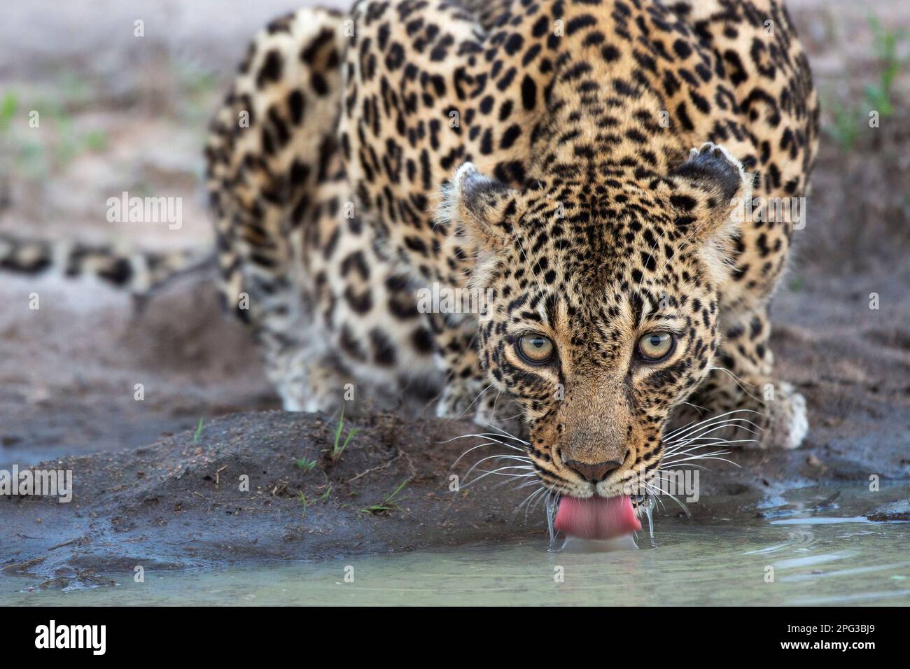 Frontalansicht einer Leopardin (Panthera pardus), die an einer natürlichen Pfanne trinkt Stockfoto