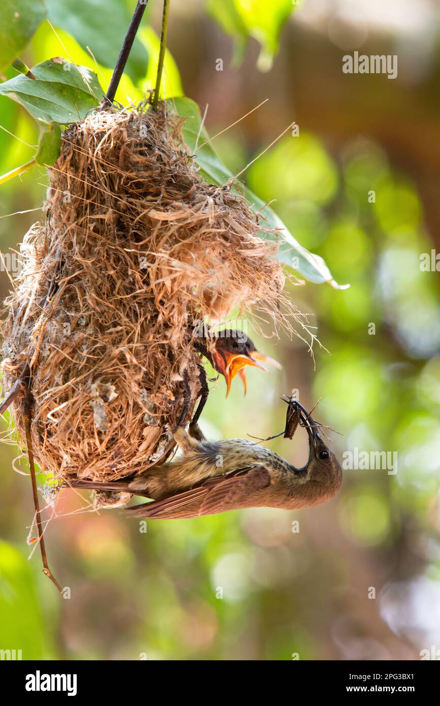 Weiblicher Amethyst (schwarzer) Sonnenvogel in seinem Nest, der seinen beiden Küken ein langbeiniges Insekt füttert Stockfoto