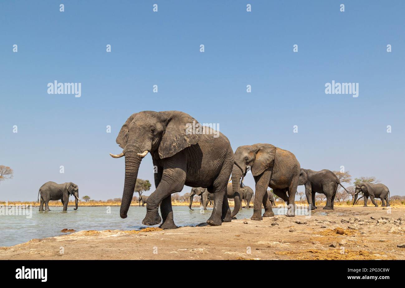 Herde männlicher Elefanten in einem Wasserloch im Norden Botswanas Stockfoto