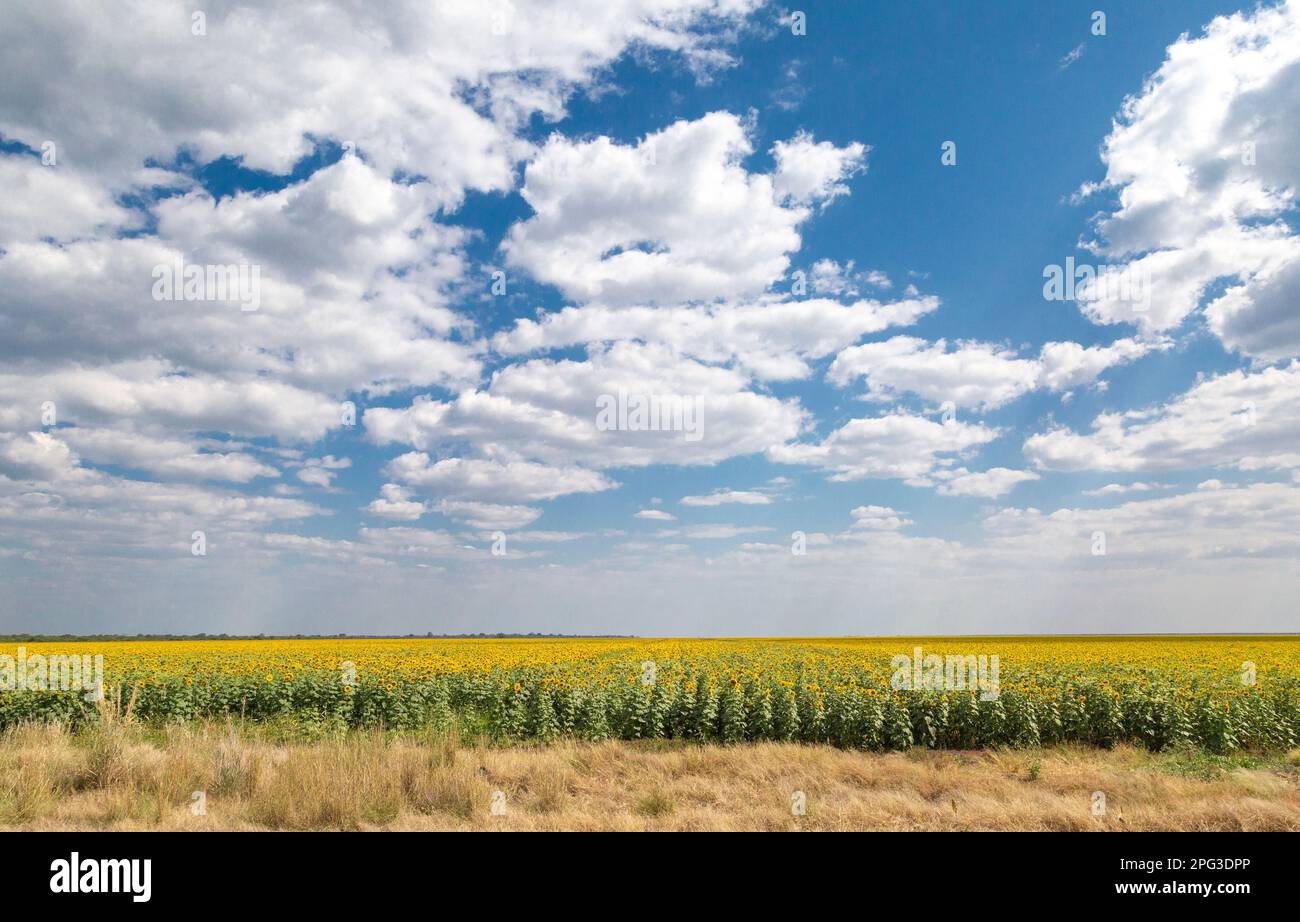 Ausgedehnte Ackerland mit Sonnenblumen im landwirtschaftlichen Gebiet von Pandamatenga im Norden Botswanas Stockfoto