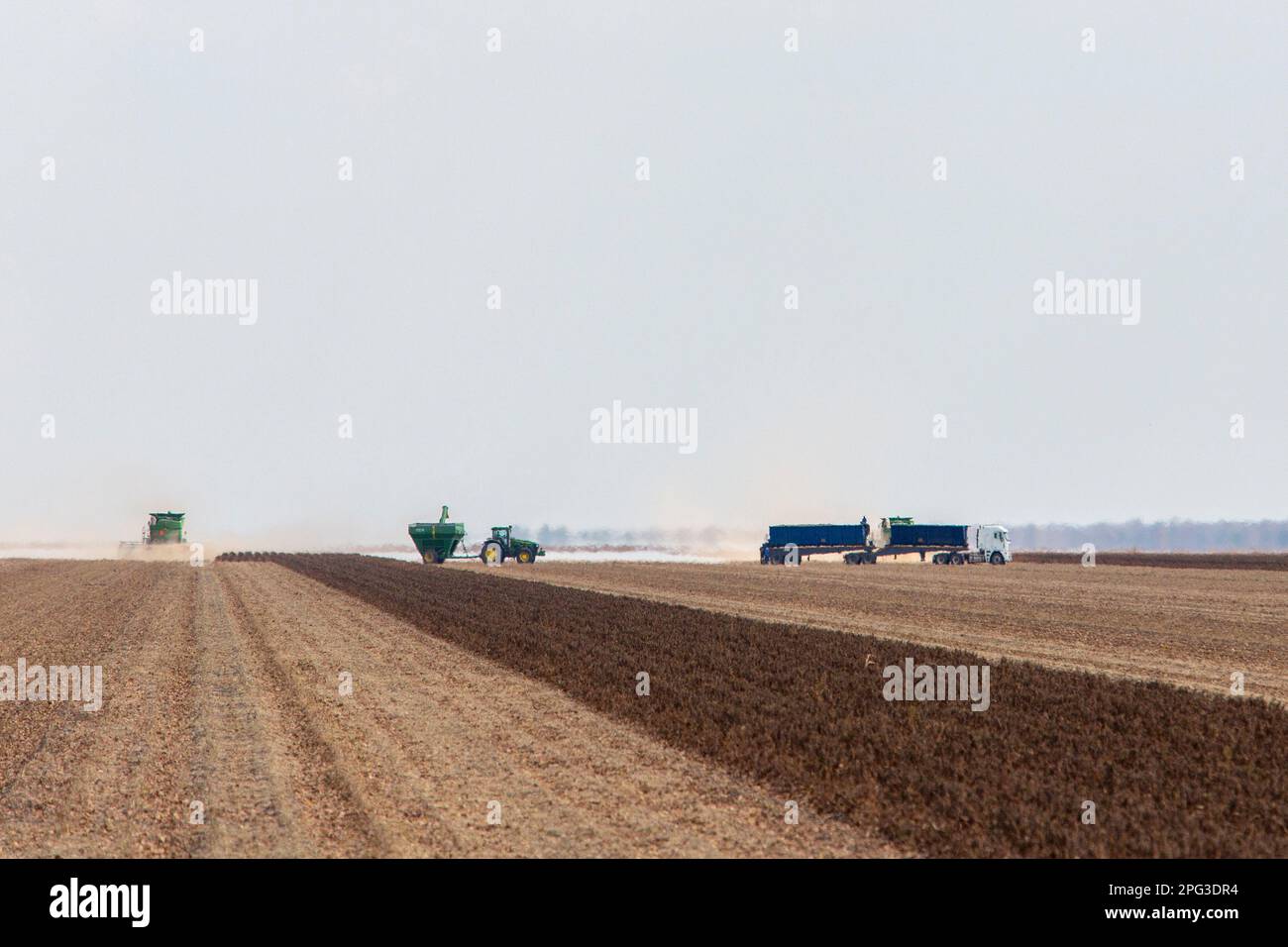 Landwirtschaftliche Maschinen, die Sorghum aus dem riesigen Trockenland in Pandamatenga ernten Stockfoto