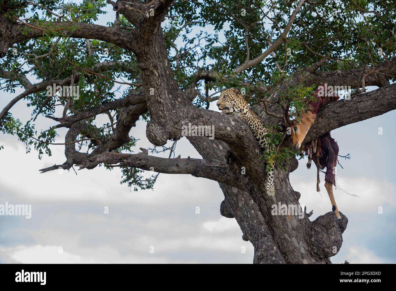 Ausgewachsener männlicher Leopard, der auf einem Ast in einem Marula-Baum ruht, mit seiner teilweise gefressenen Impala-Beute in der Nähe Stockfoto