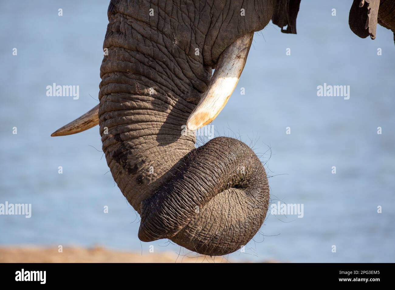 Nahaufnahme von Rumpf und Stoßzahn eines gerollten Elefanten Stockfoto