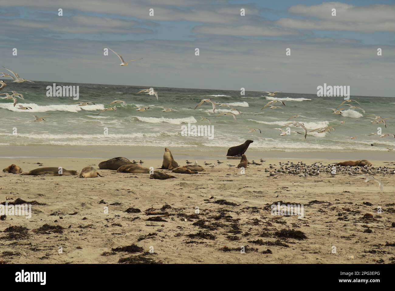 Kolonie der Seelöwen, die sich nach langer Seereise ausruhen. Stockfoto