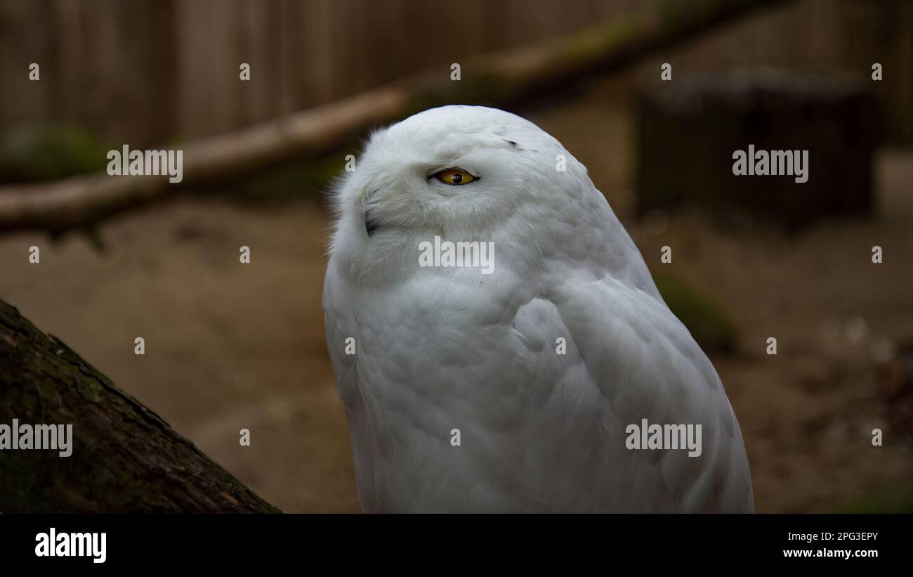 Männlich von Polar Eule, beschützt sein Gebiet. Stockfoto