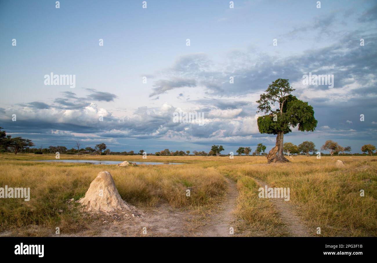 Stockfoto einer stimmungsvollen Landschaft mit einer zweispurigen Straße, die zu einem natürlichen Wasserloch mit Termitenhügel und prominentem Baum führt Stockfoto