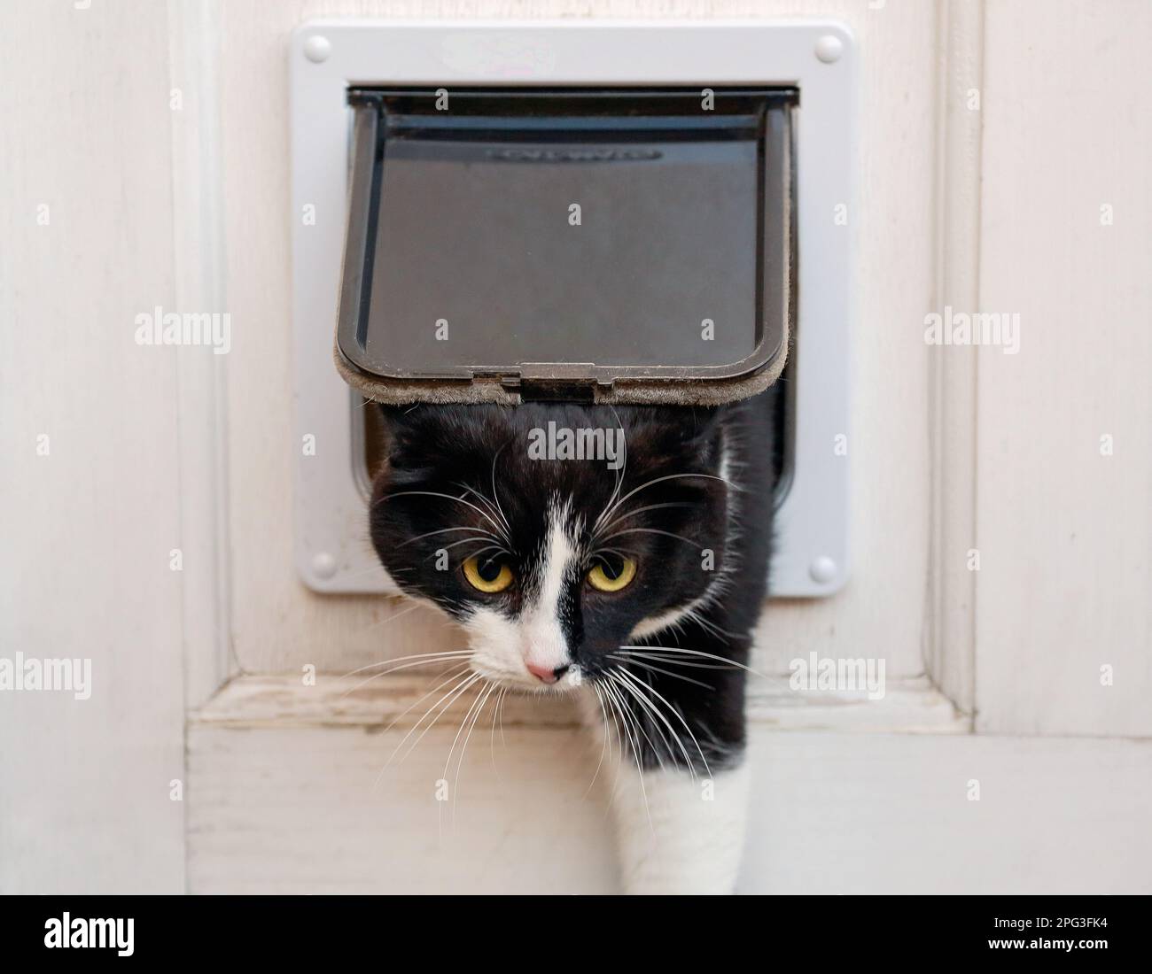Katze aus einer Katzenklappe. Stockfoto