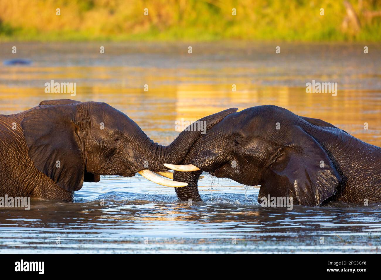 Zwei afrikanische Elefantenbullen stehen Kopf an Kopf und spielen im Wasser Stockfoto