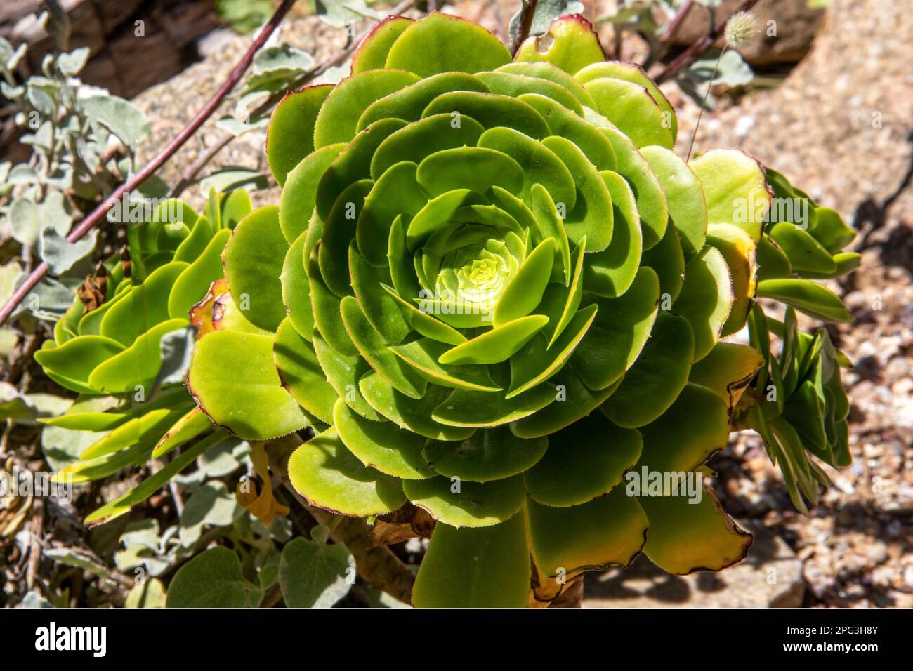 Aeonium canariense in Nahaufnahme Stockfoto