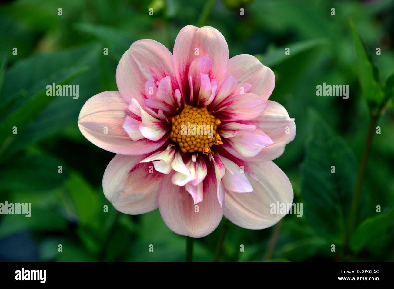 Single Pink & Cream Dahlia „Rhubarb and Custard“ (Sweet Candy Series) Blume, angebaut in RHS Garden Harlow Carr, Harrogate, Yorkshire. England, Großbritannien. Stockfoto