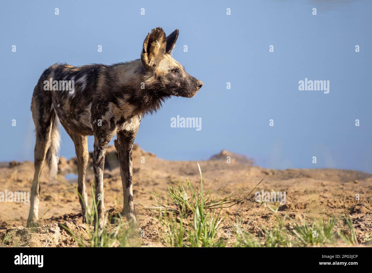 Afrikanischer Wildhund (Lycaon pictus) am Rand eines Wasserlochs Stockfoto