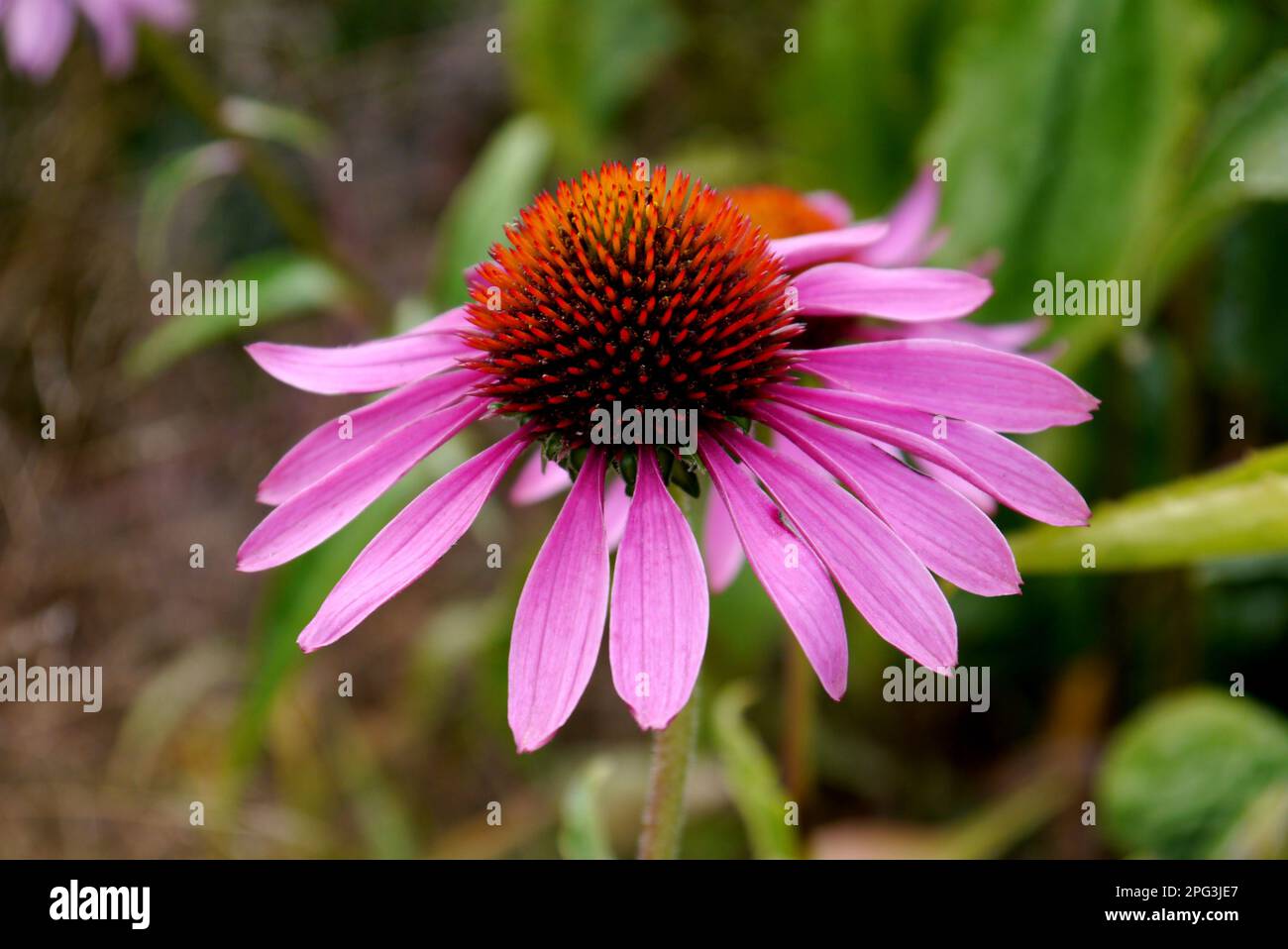 Einzelne Echinacea Purpurea (Purple Coneflower) „Rudbeckia“-Blume, die in RHS Garden Harlow Carr, Harrogate, Yorkshire angebaut wird. England, Großbritannien. Stockfoto