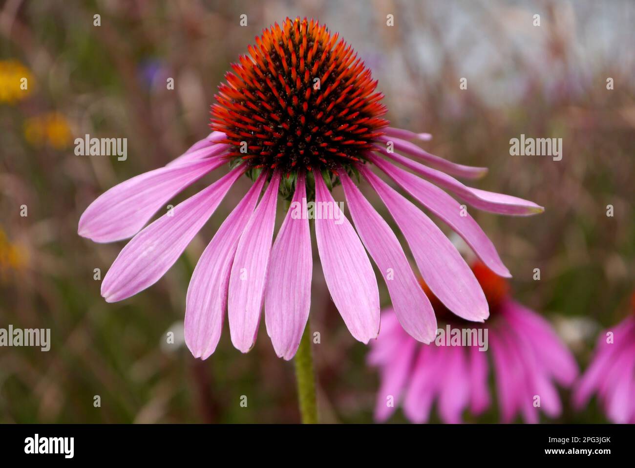 Einzelne Echinacea Purpurea (Purple Coneflower) „Rudbeckia“-Blume, die in RHS Garden Harlow Carr, Harrogate, Yorkshire angebaut wird. England, Großbritannien. Stockfoto