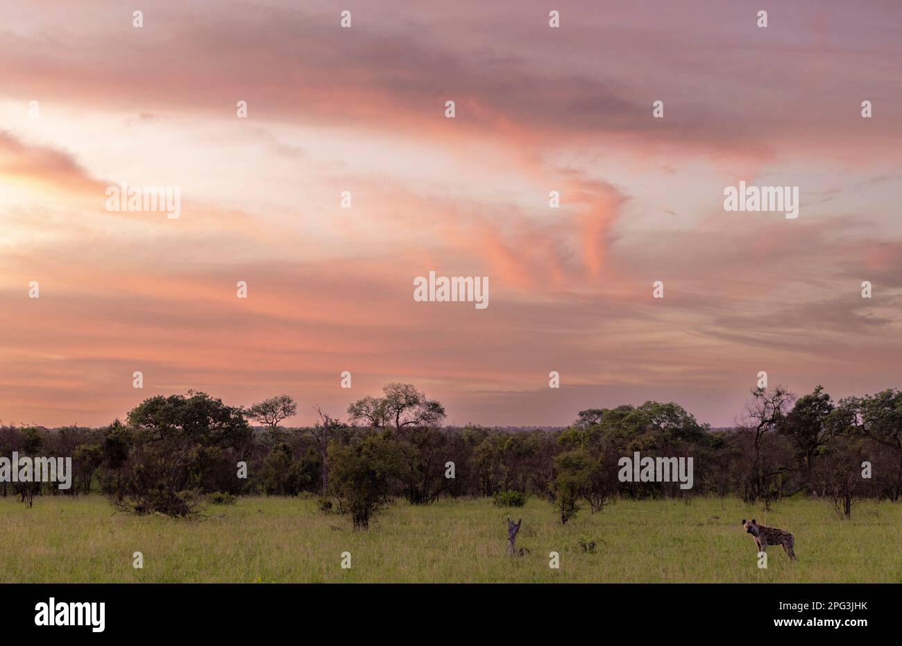 Stockfoto eines stimmungsvollen Sonnenuntergangs mit einer einsamen Hyäne in einer offenen Savanne Stockfoto