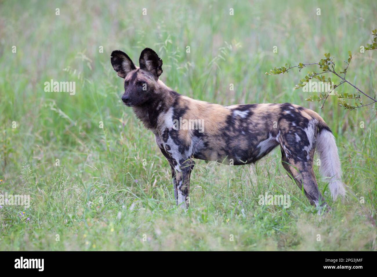 Stockfoto eines wilden Hundes (Lycaon pictus), der seitlich in Alarmbereitschaft steht Stockfoto