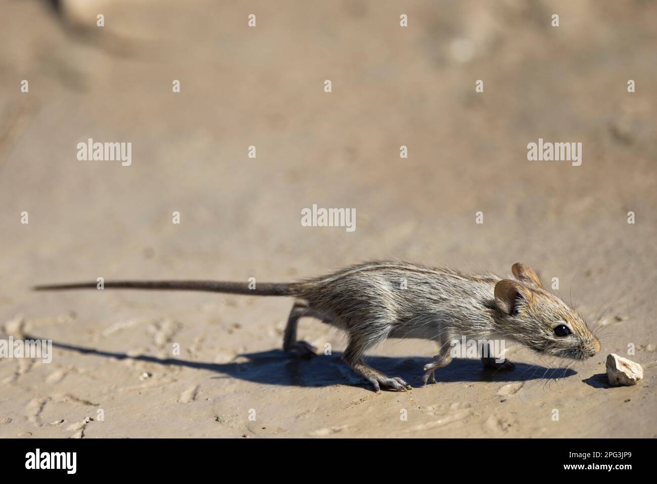 Viergestreifte Grasmaus (Rhabdomys pumilio), die zu einem kleinen Stein geht, um daran zu schnüffeln Stockfoto