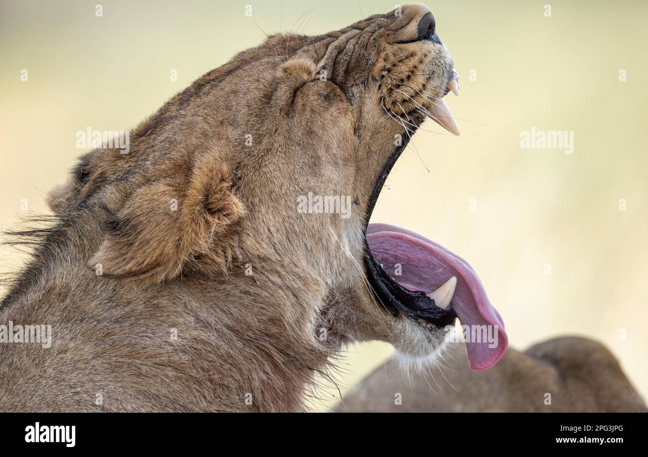 Ein dickes Porträt eines Löwen mitten durch ein Gähnen mit herausragender Zunge Stockfoto
