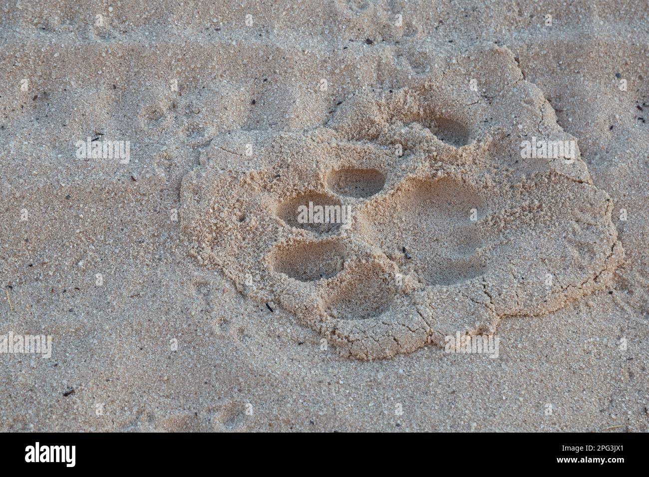 Nahaufnahme einer männlichen Löwenbahn in weichem Sand Stockfoto