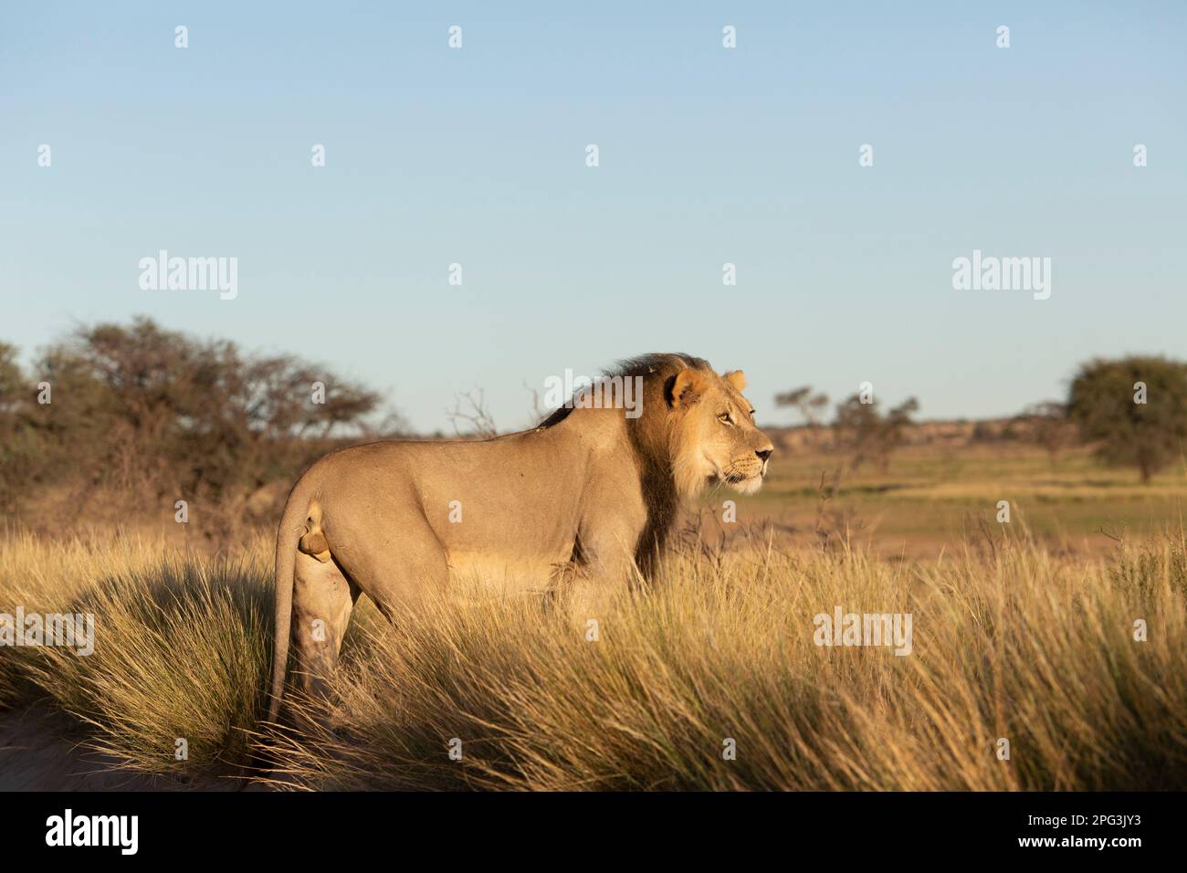 Malerischer Blick auf einen männlichen Löwen in erstklassigem Zustand mit Blick auf das Nossob-Flussbett Stockfoto