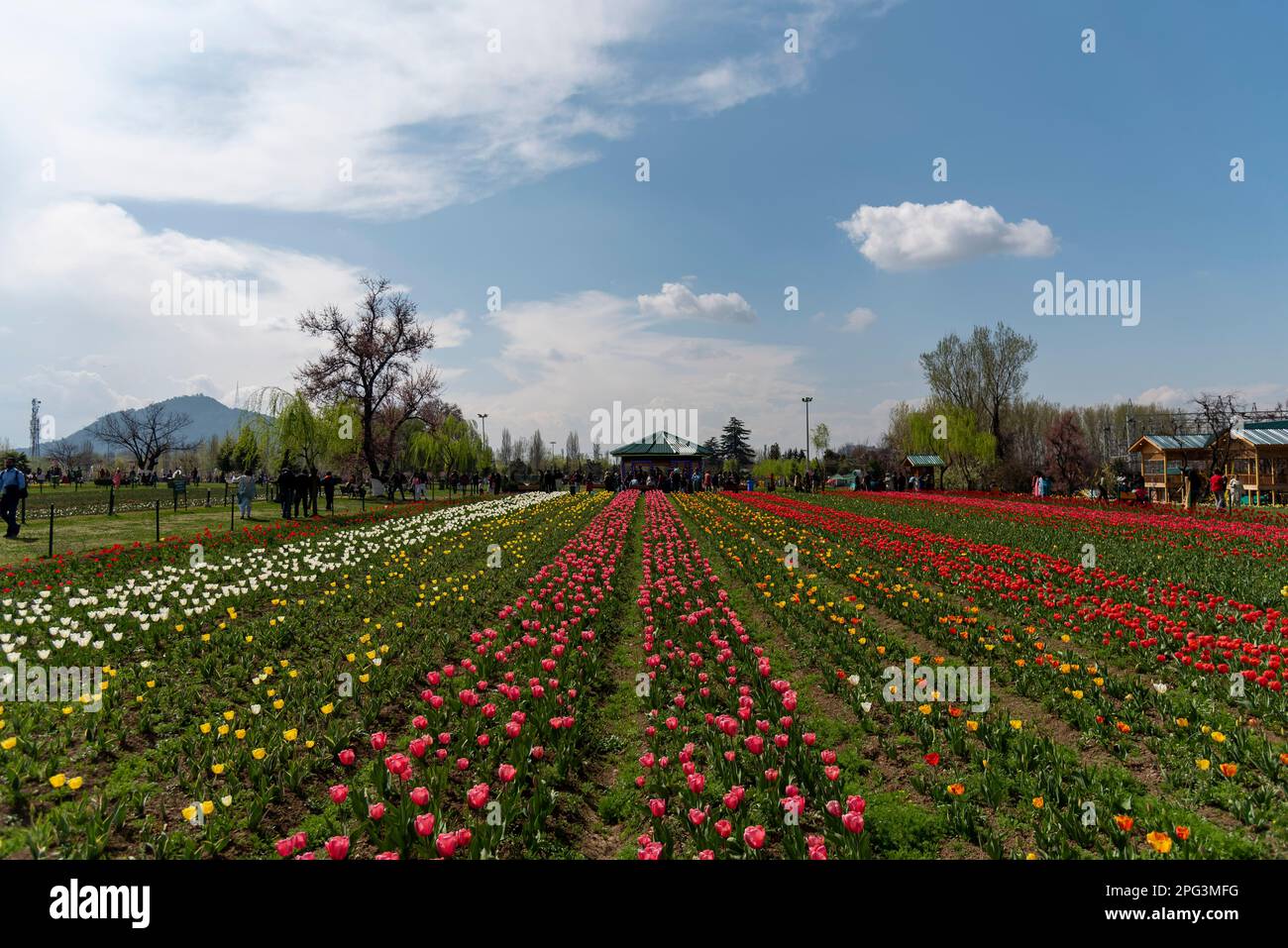 Allgemeiner Blick auf blühende Tulpen im Tulpengarten an einem sonnigen Frühlingstag. Der Indira Gandhi Memorial Tulip Garden, früher Siraj Bagh, bietet etwa 16 Lakh Tulpen in über 68 Sorten, die die Hauptattraktion im Frühling in Kaschmir sind, was den Beginn der Hauptsaison für Touristen markiert. Tausende von Menschen strömen zu Kaschmirs blühenden Mandelalgen und Tulpengärten, die von einigen lokalen psychischen Fachleuten als therapeutisch für die vernarbte Psyche beschrieben werden. (Foto: Idrees Abbas/SOPA Images/Sipa USA) Stockfoto