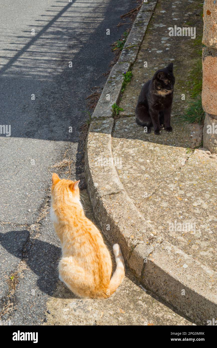 Zwei streunende Katzen. Stockfoto