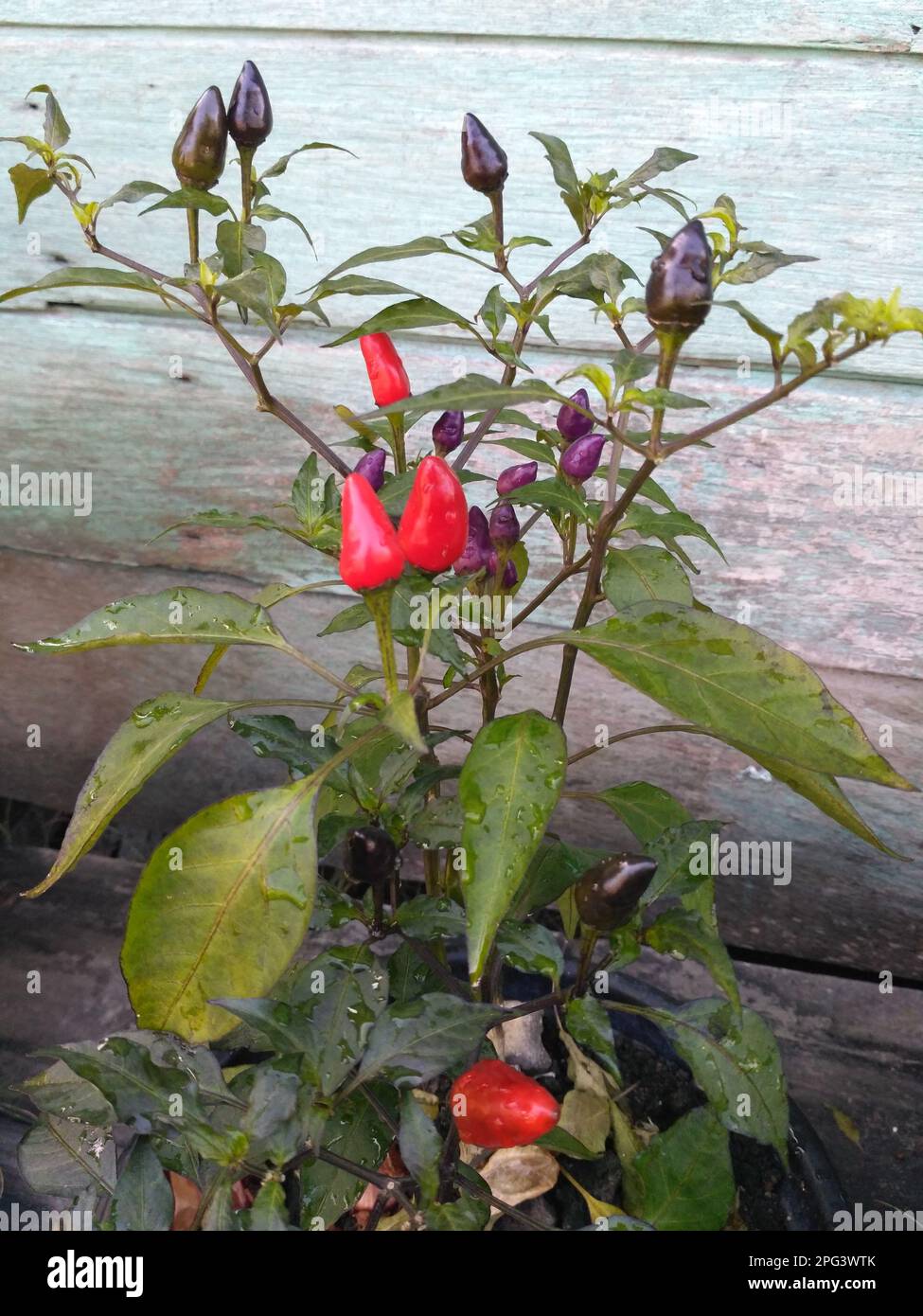 Rote und lila Chilis auf einem Baum. Nahaufnahme des Chilibaums. Pfeffer-Busch. Rote Chilis anbauen Stockfoto