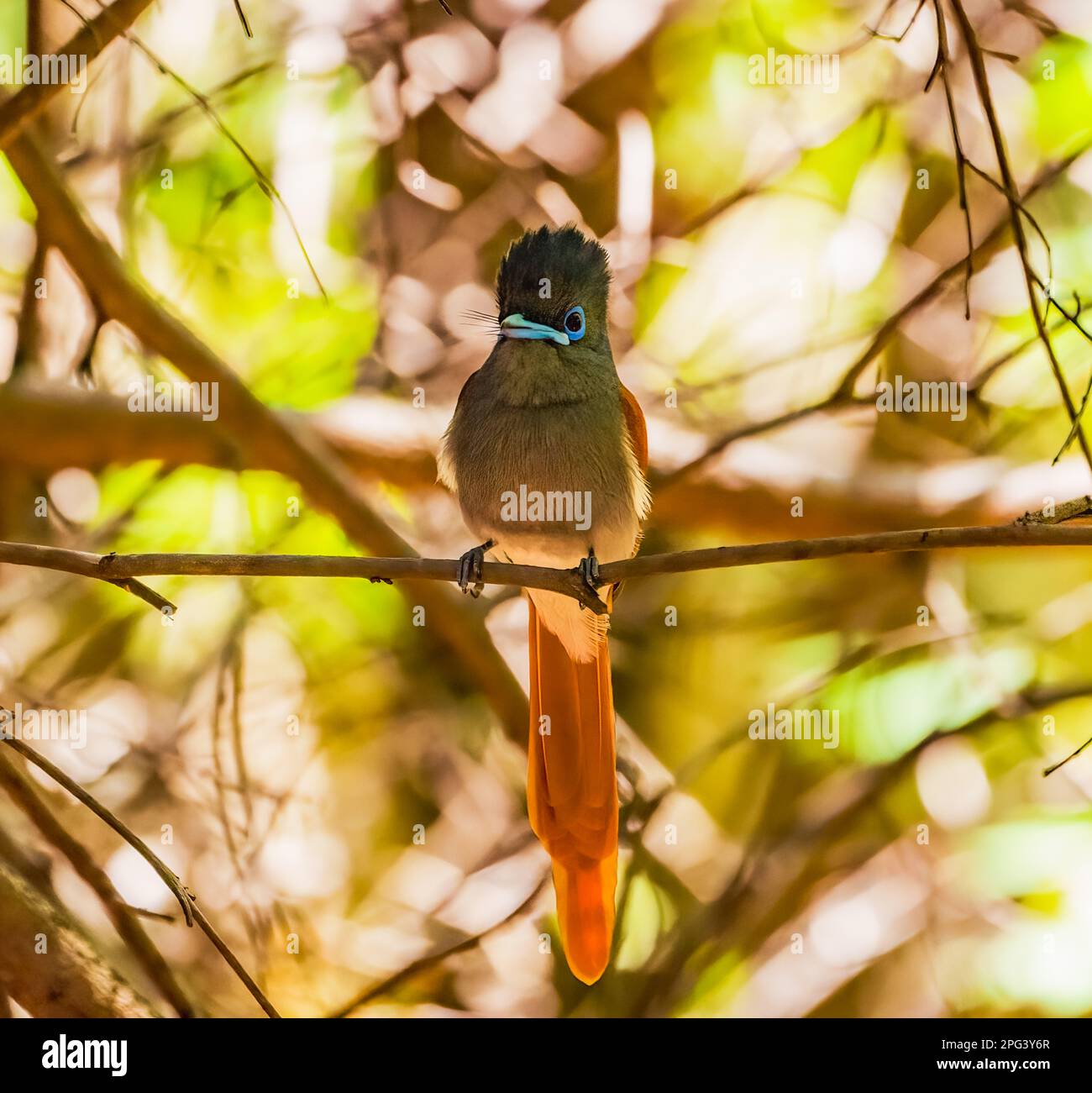 Afrikanische Paradise Flycatcher Stockfoto