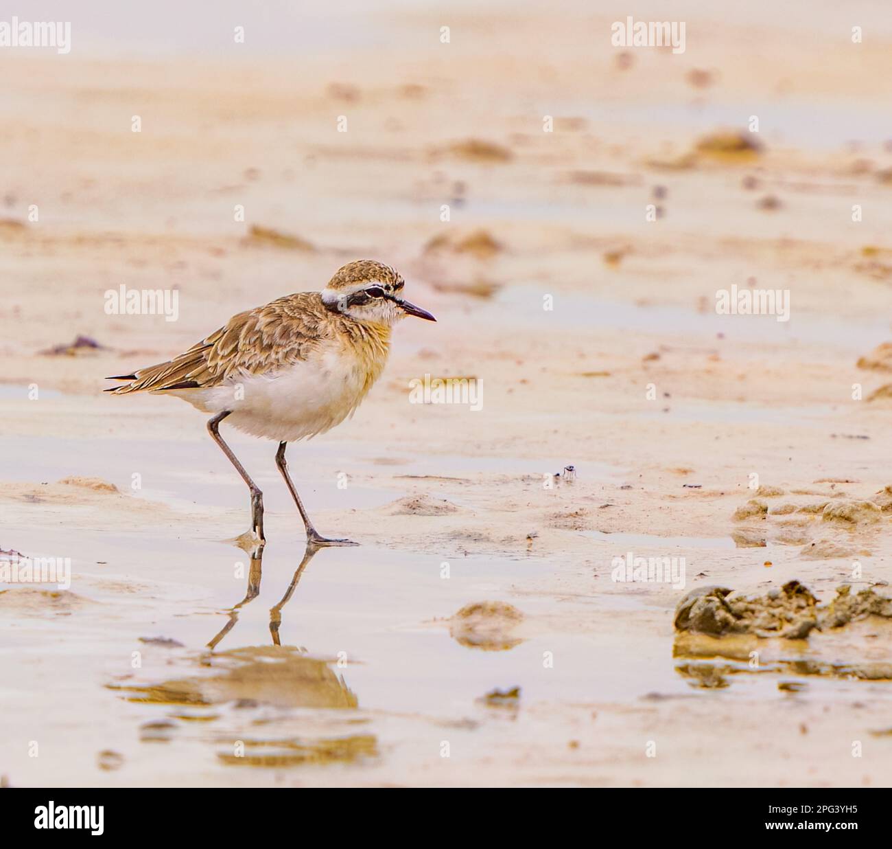 Kittlitz Plover Stockfoto