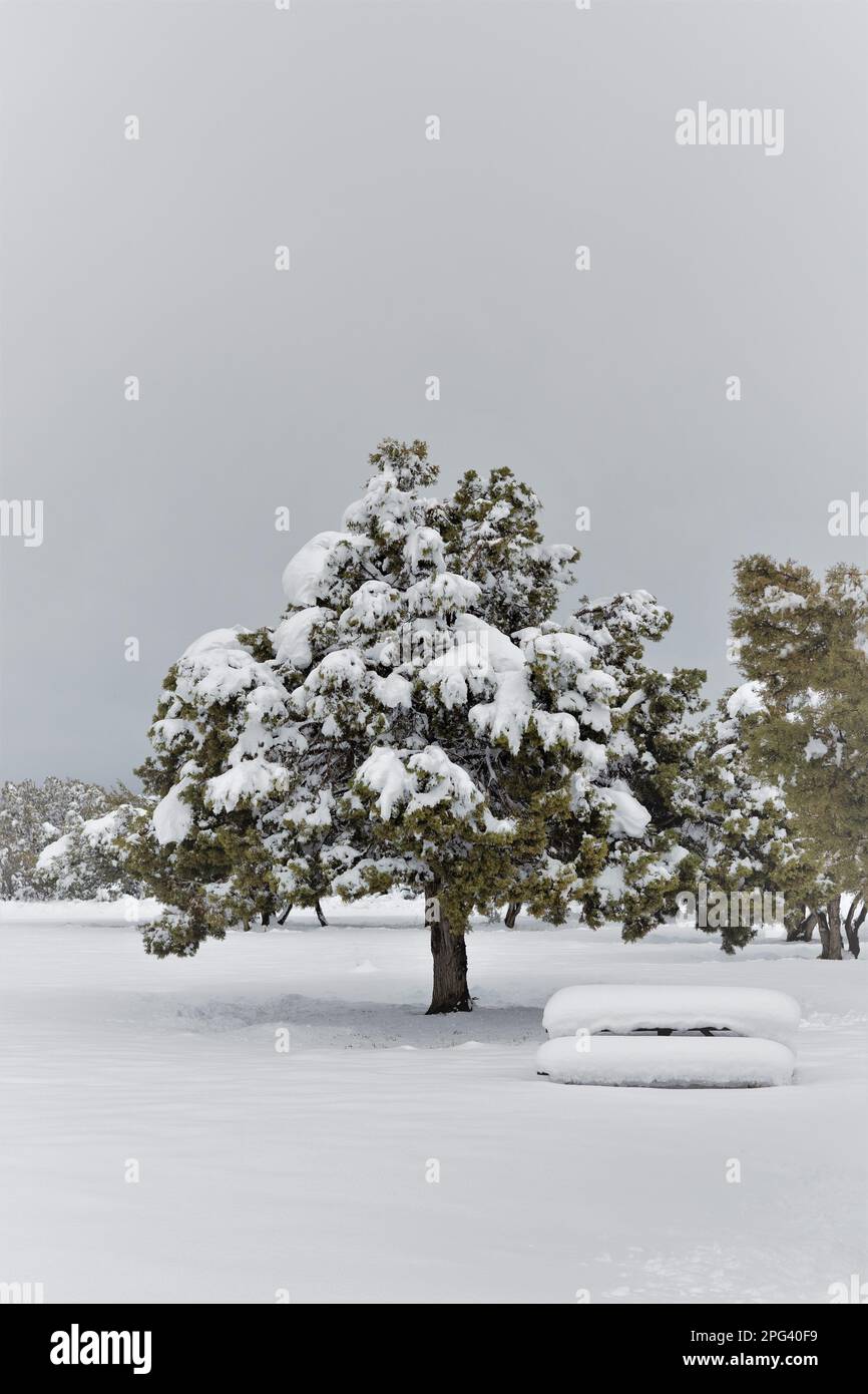 Ein Baum und ein Picknicktisch mit tiefem Schnee in einer verschneiten Winterszene. Stockfoto