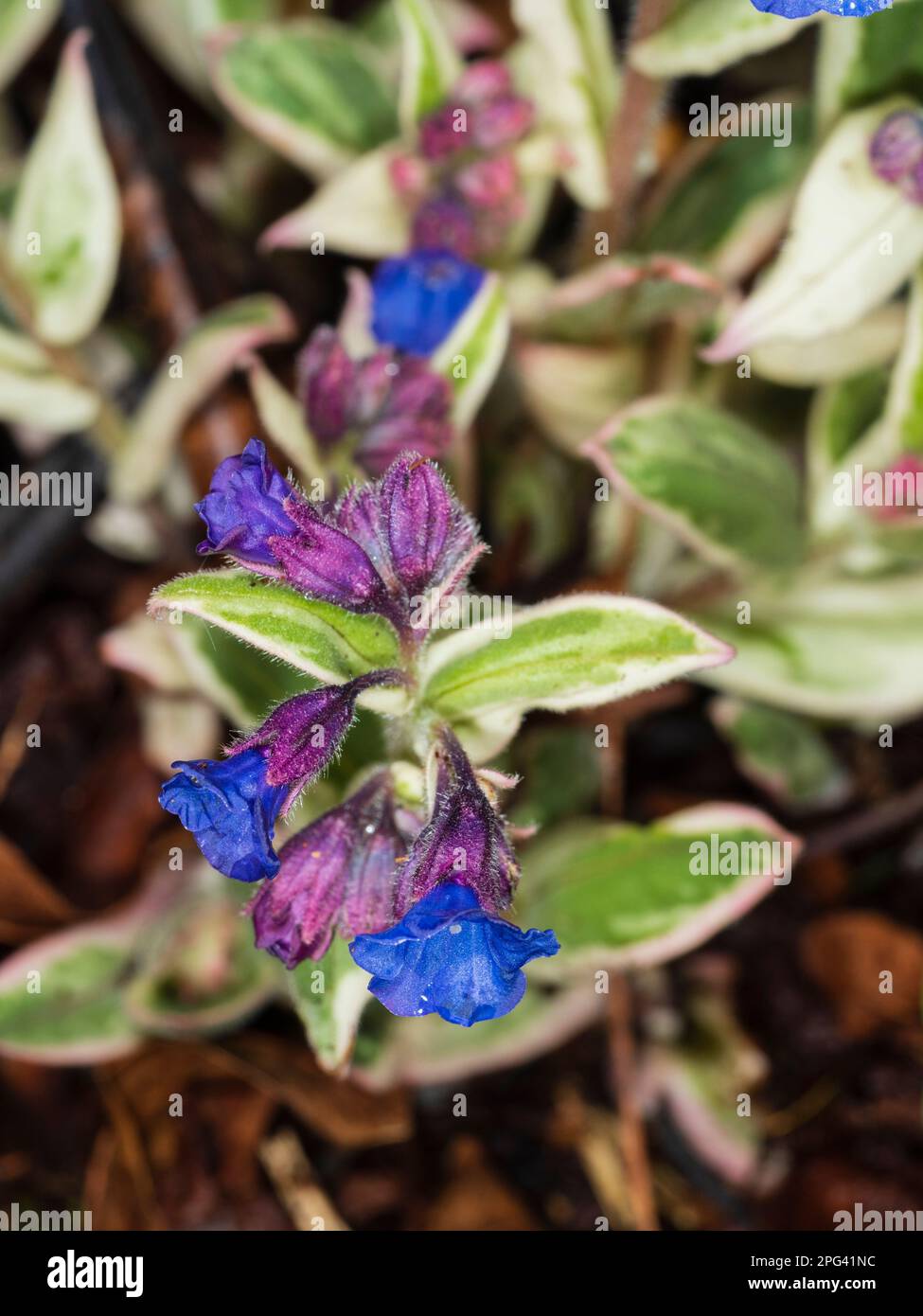 Blaue Frühlingsblumen des weißen, variegierten, hartnäckigen, mehrjährigen Lungenwürzes, Pulmonaria „Open Skies“ Stockfoto