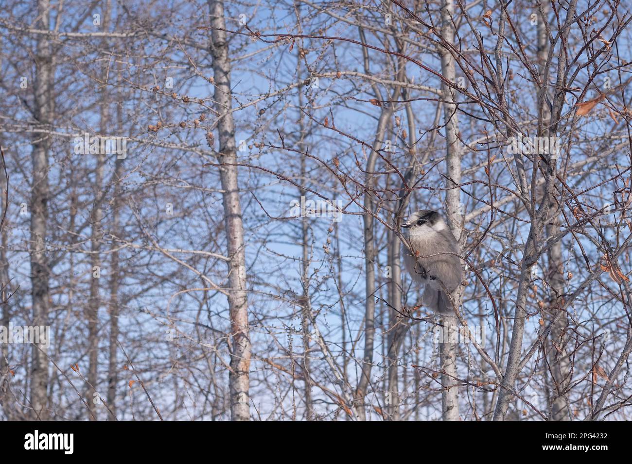 Canada Jay (Perisoreus canadensis) außerhalb von Churchill, Manitoba, Kanada im Winter. Stockfoto