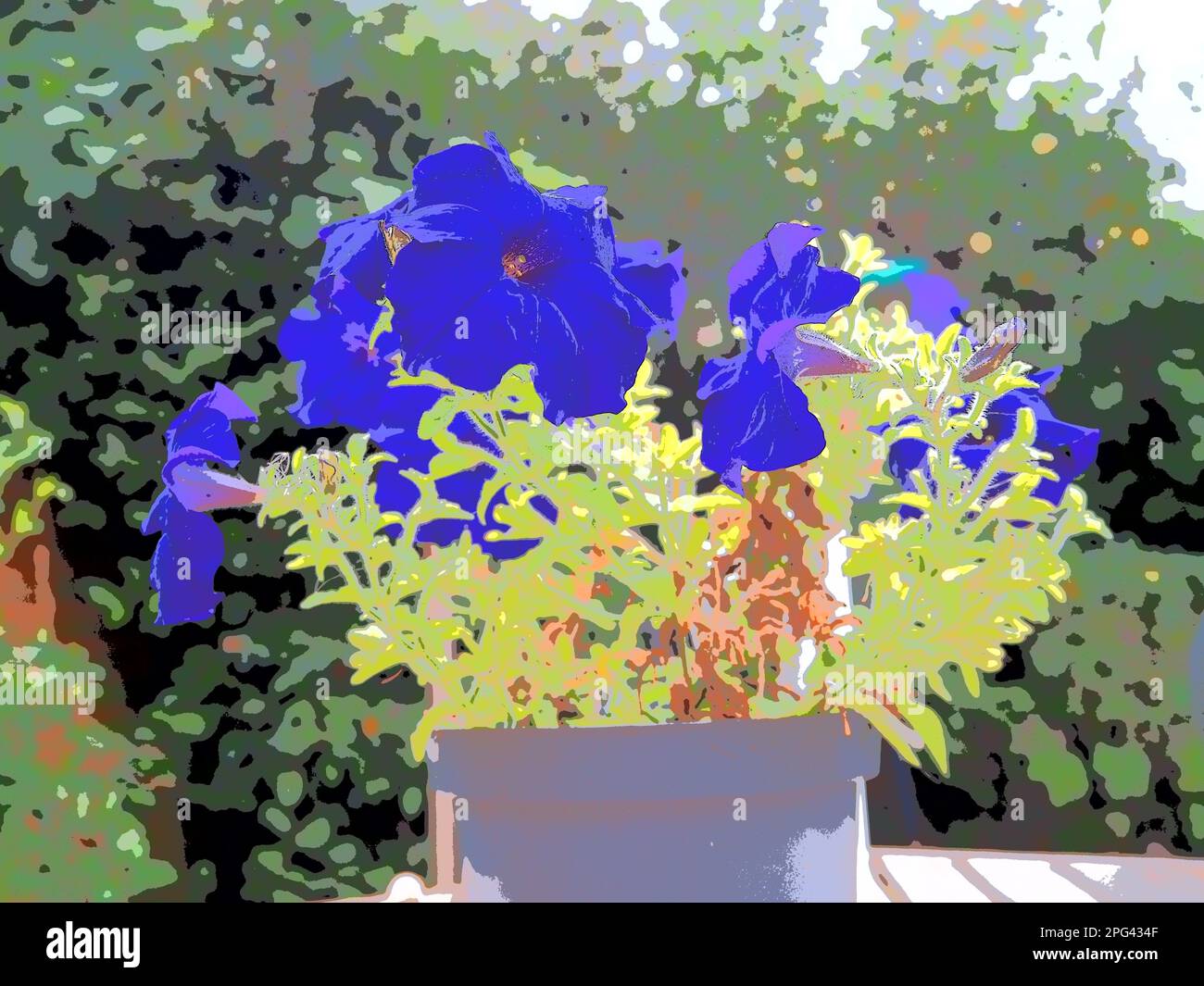 Kobaltblaue Petunia-Surfinia-Blüten in einem Topf, das Bild wird gesteuert, um den Tonwertbereich zu reduzieren und ein künstlerisches druckähnliches Bild zu erzeugen. Stockfoto