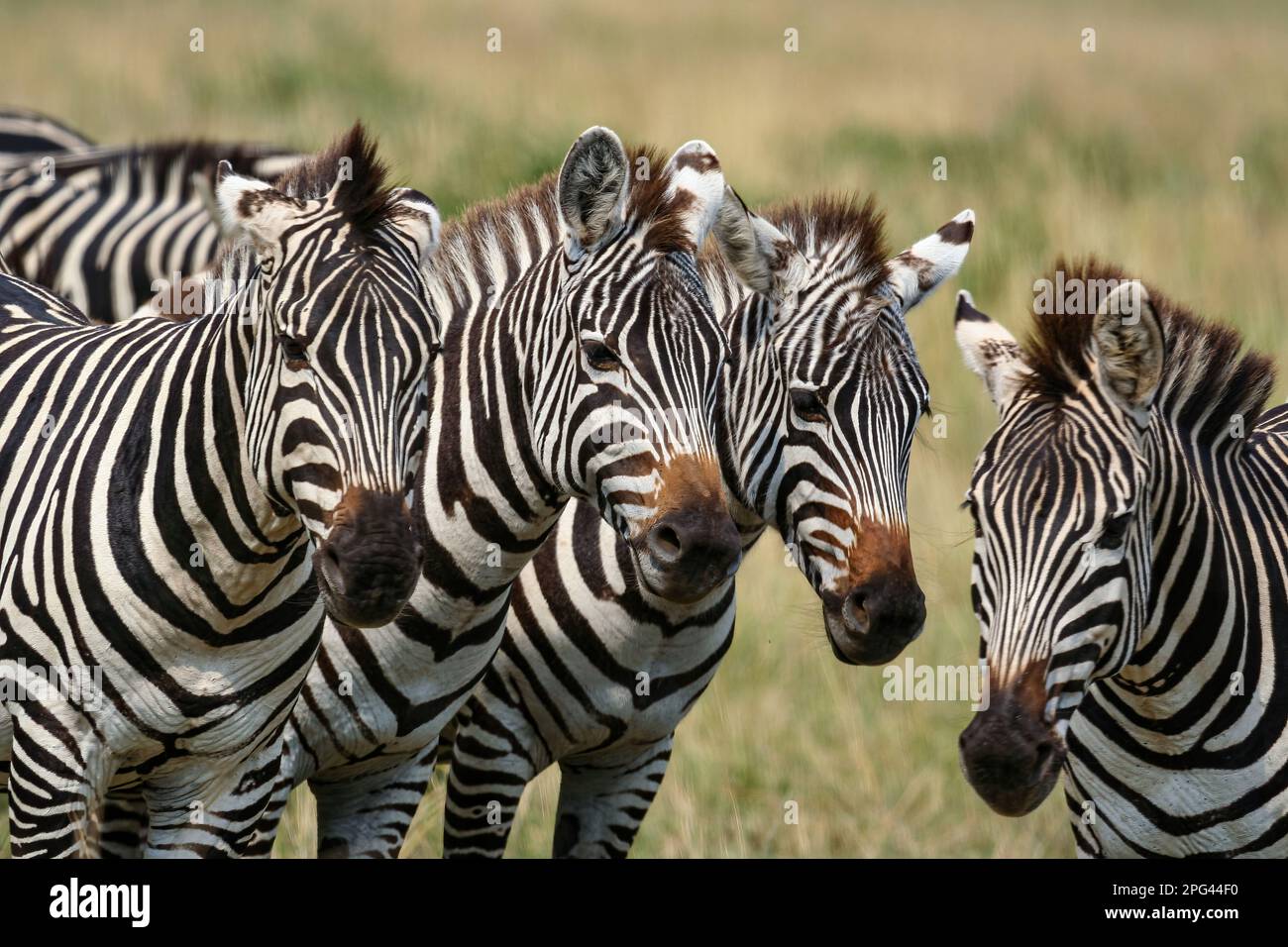 Zebras in der Masai Mara Stockfoto