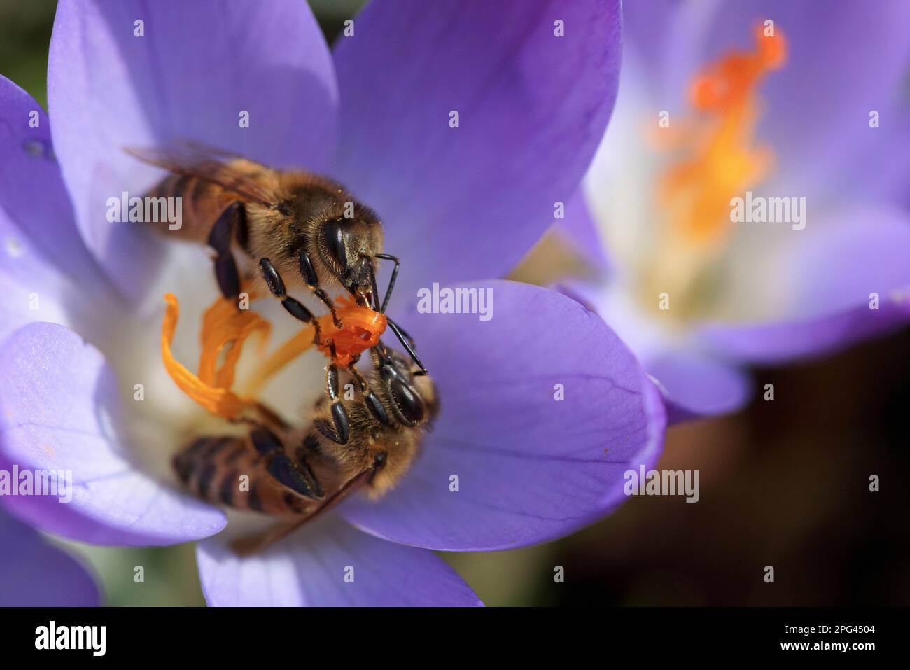 Zwei Honigbienen, die sich von einer blauen Krokusblume ernähren, fast gespiegelt Stockfoto