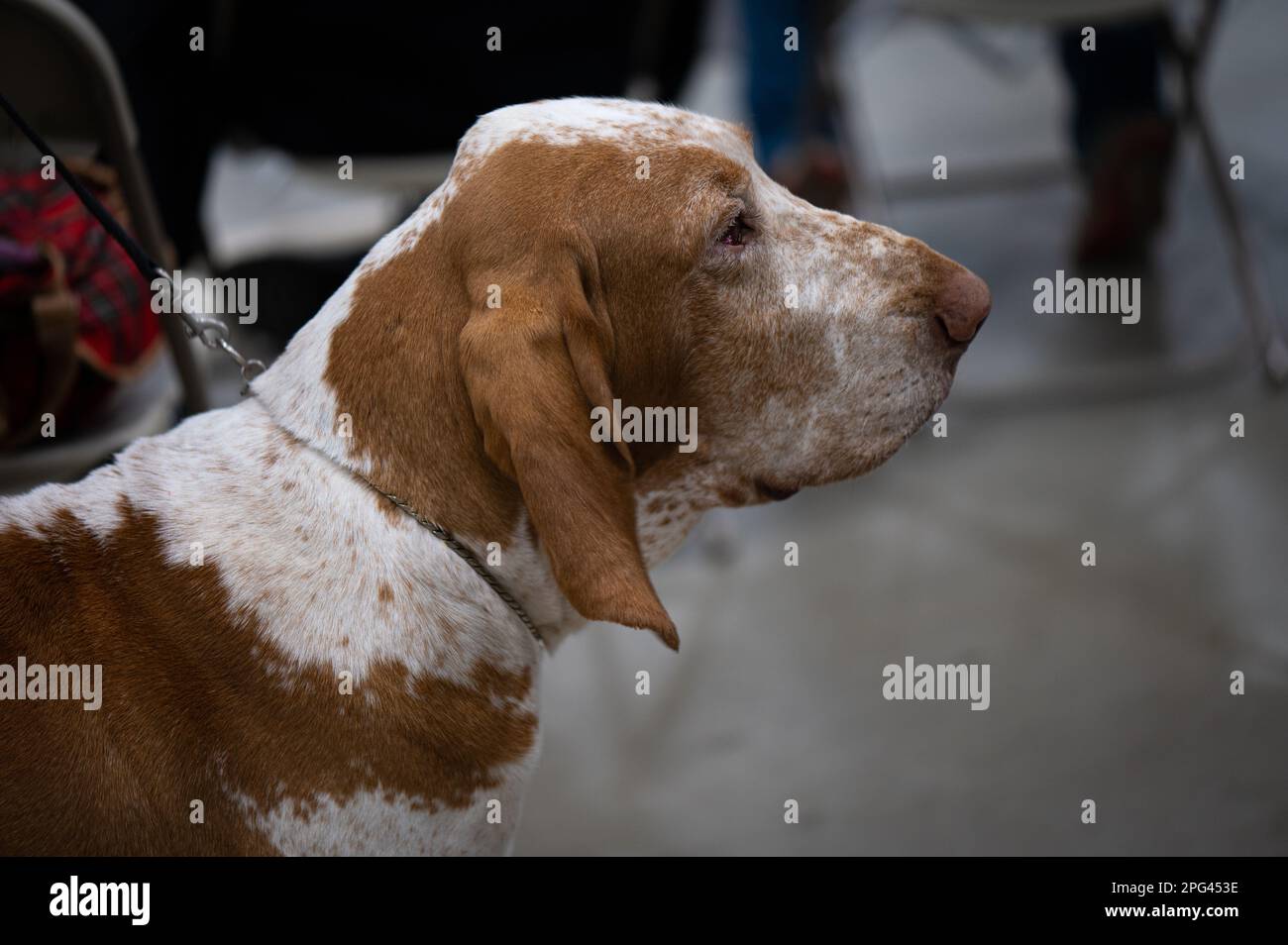 Basset Hound bei der TheCeltic Dog Show, York, Pennsylvania Stockfoto