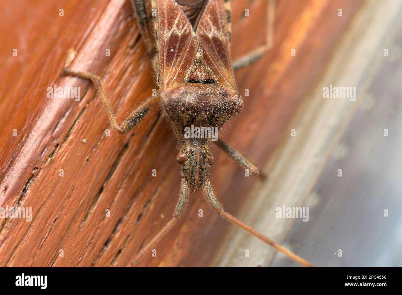 Westliche Nadelgehölze (Leptoglossus occidentalis) auf einem hölzernen Untergrund, Makrofoto, Insektenfotografie, draußen, Natur, Wildtiere, Artenvielfalt Stockfoto