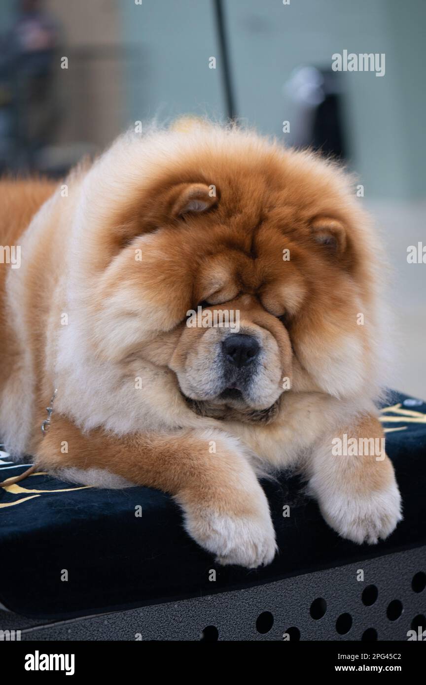 Chow Chow in der Celtic Dog Show, York, Pennsylvania Stockfoto