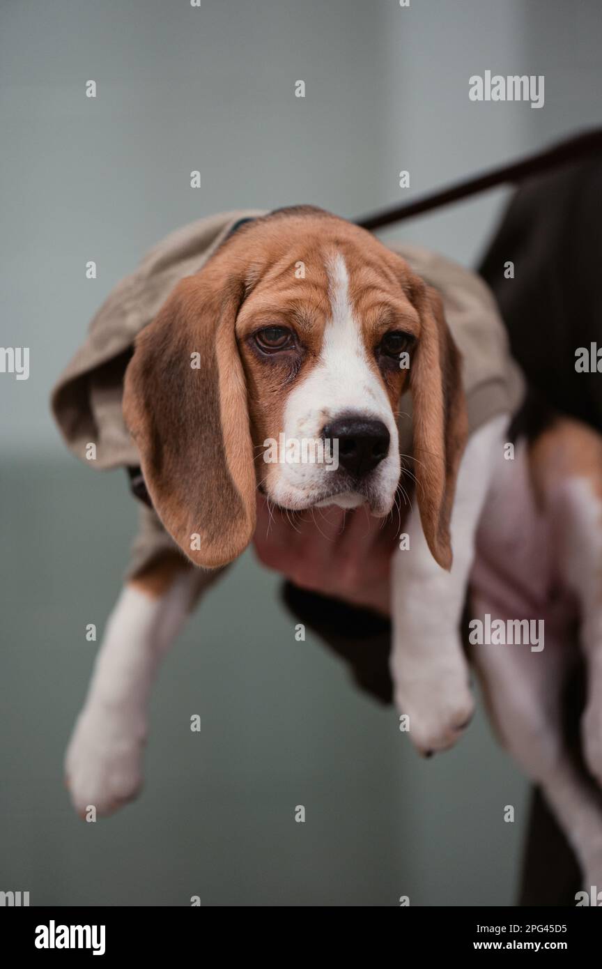 Hunde bei Celtic Dog Show, York, Pennsylvania Stockfoto