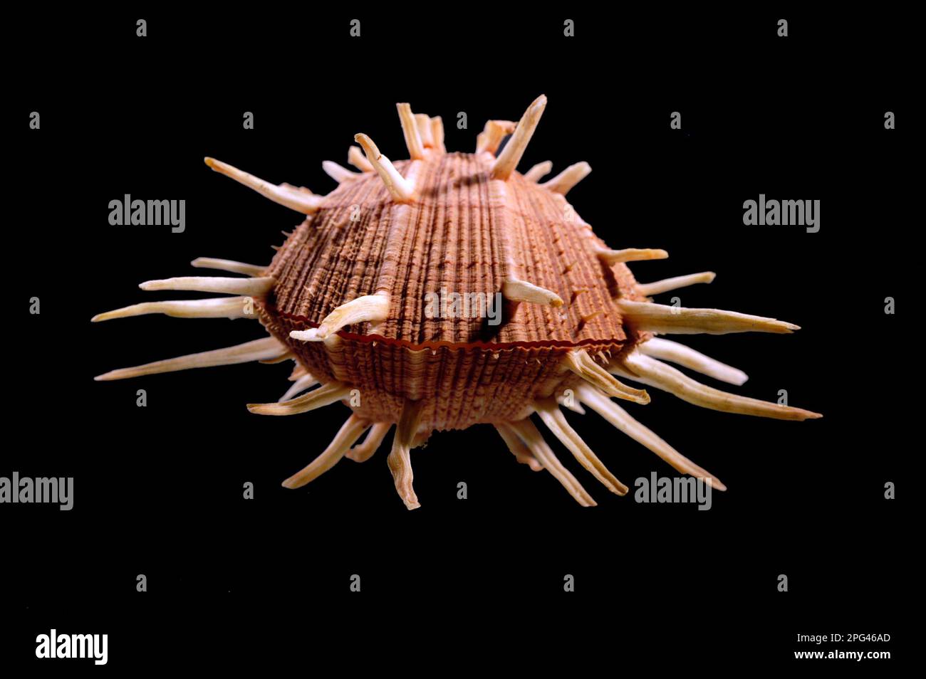 Conchglia bivalve di spondilo (Spondylus regius), Filippine, Indopacifico. Stockfoto